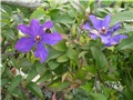 clematis